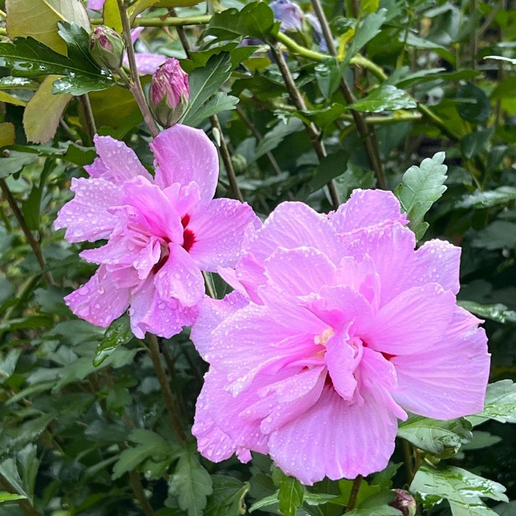 Althea Ardens, Gorgeous Double Purple Blooms Tree