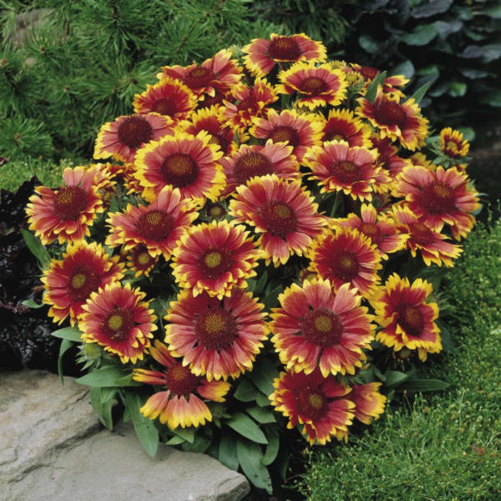 Gaillardia Aristata 'Arizona Sun' Blanket Flower. a Low, Compact Mound of Large Flame-Orange, Daisylike Flowers