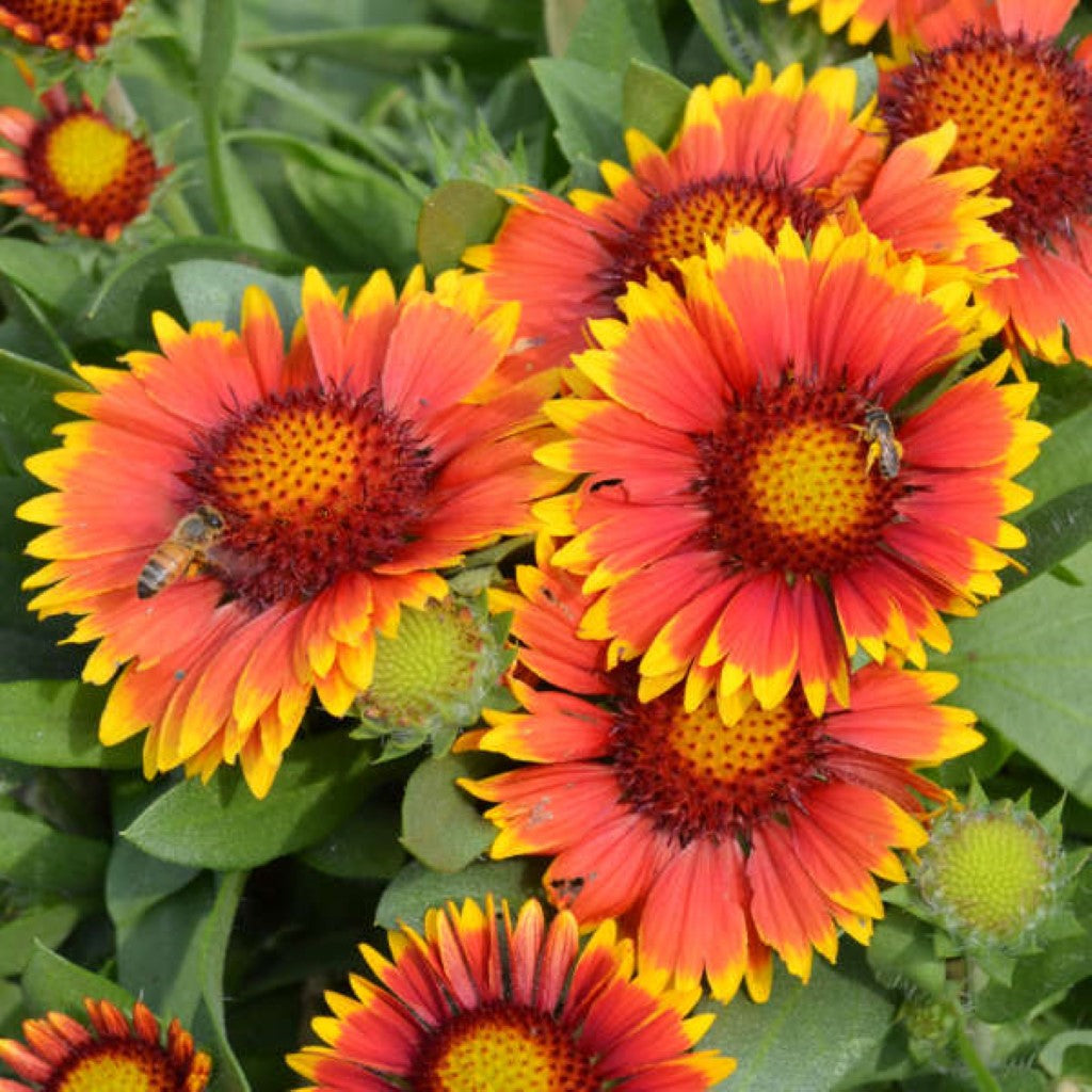 Gaillardia Aristata 'Arizona Sun' Blanket Flower. a Low, Compact Mound of Large Flame-Orange, Daisylike Flowers