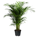 Artificial Plants