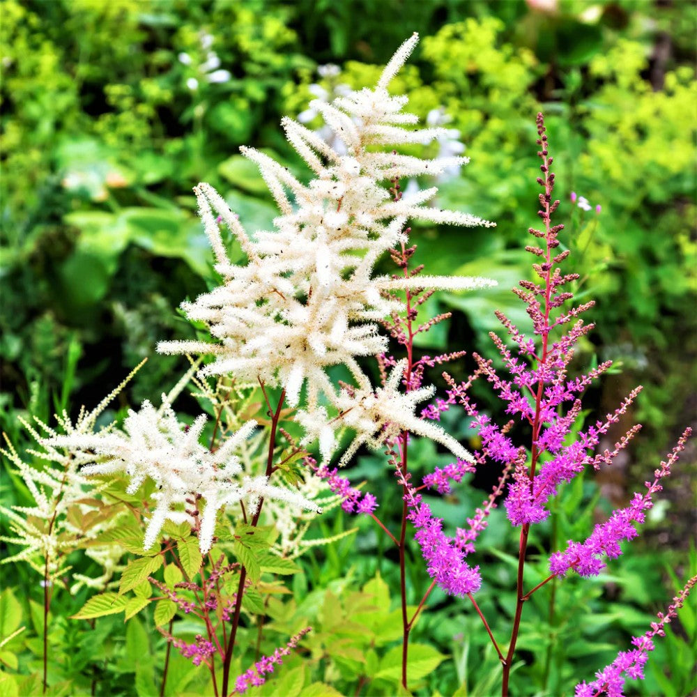 Astilbe Younique White