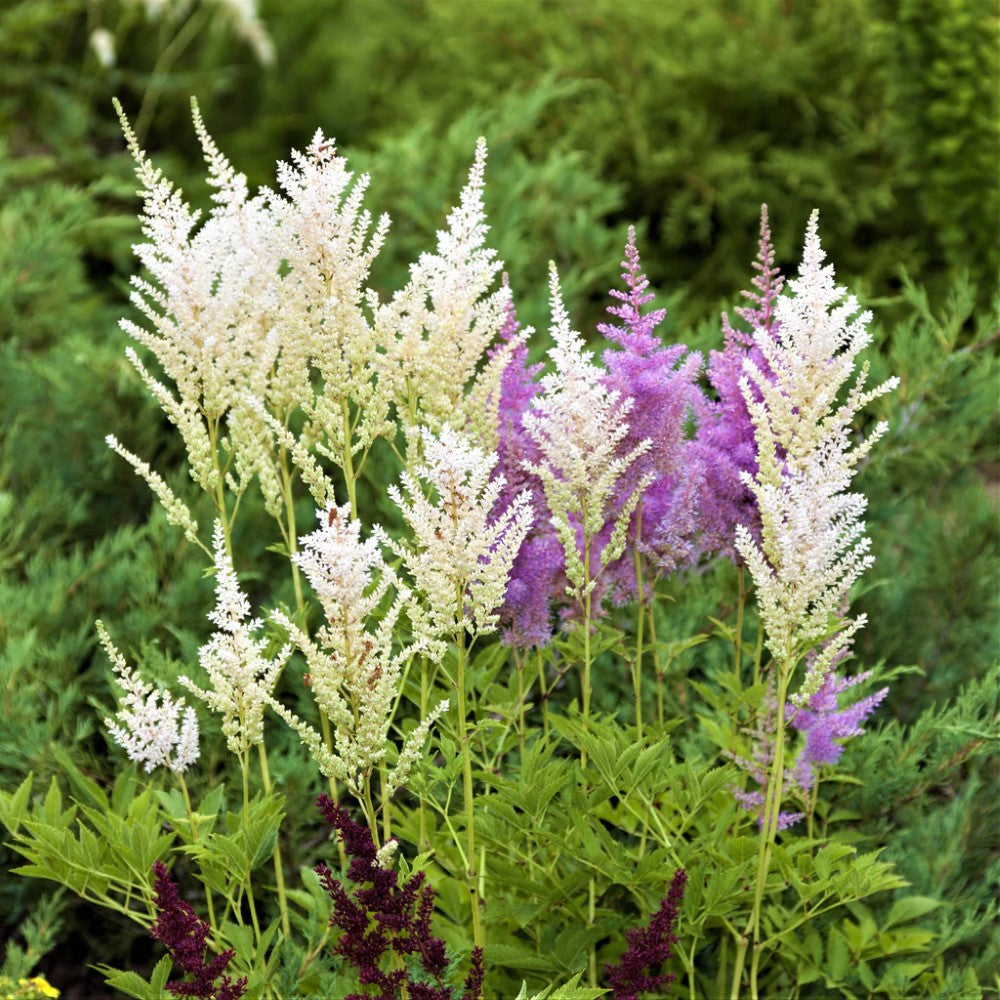 Astilbe Younique White