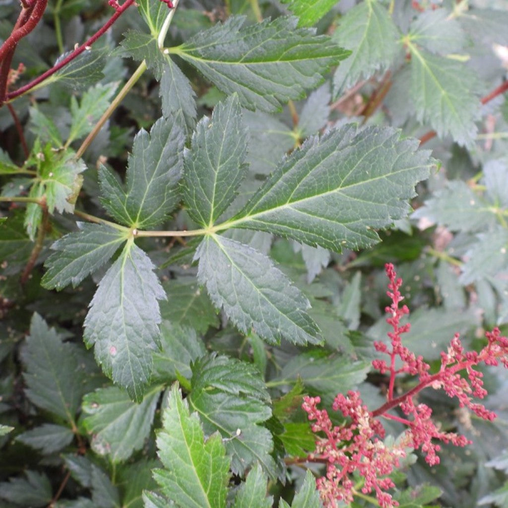 Astilbe 'Younique Carmine'