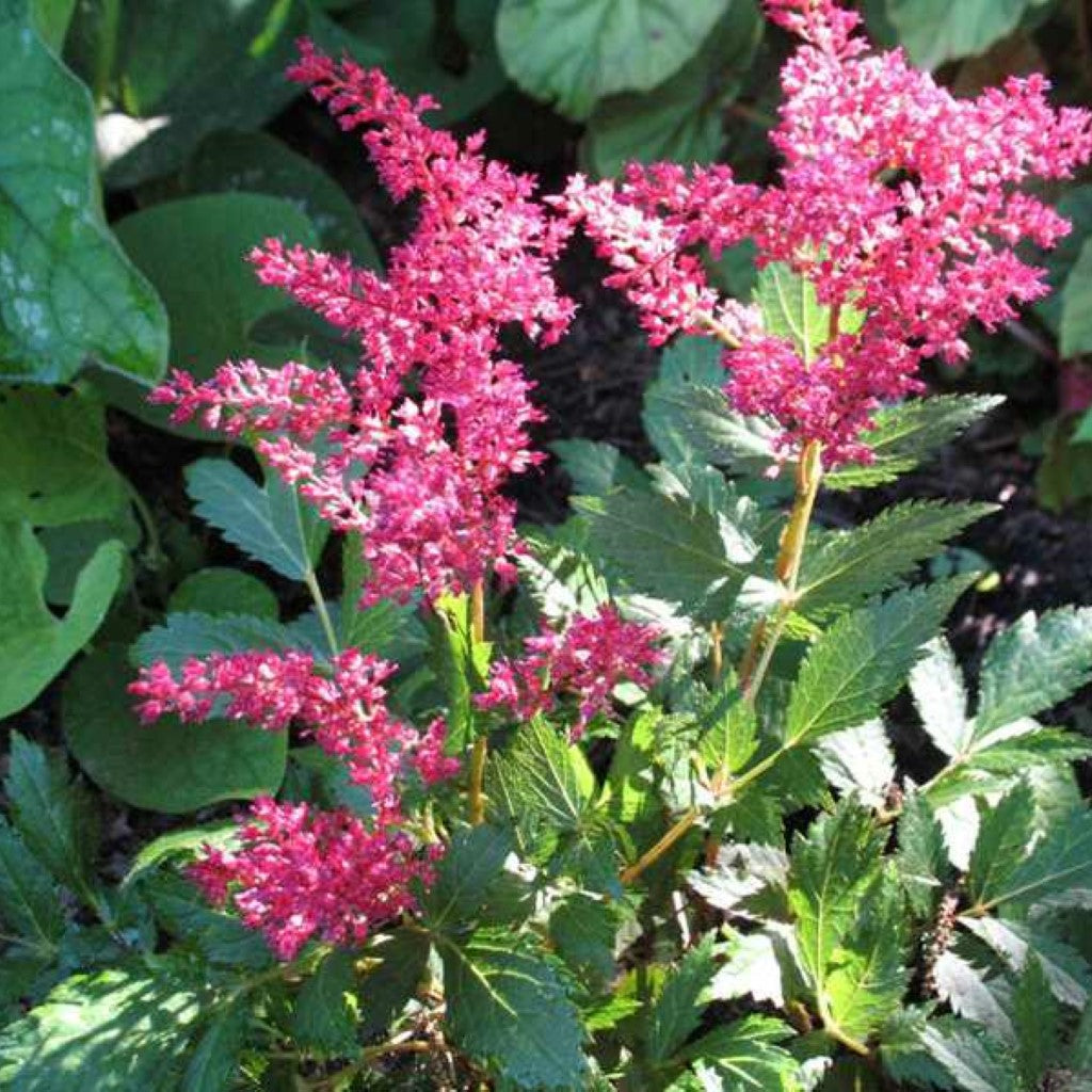 Astilbe 'Younique Carmine'