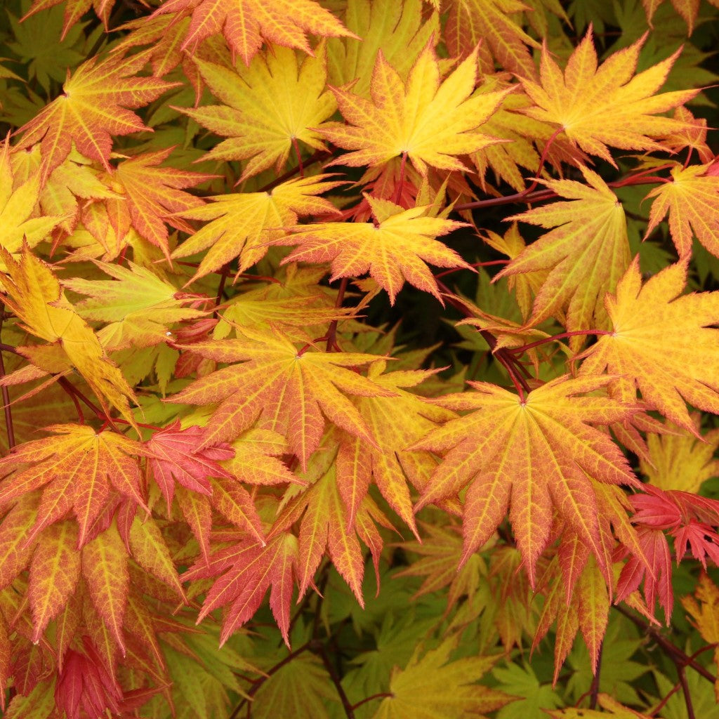 ‘Autumn Moon’ Japanese Maple