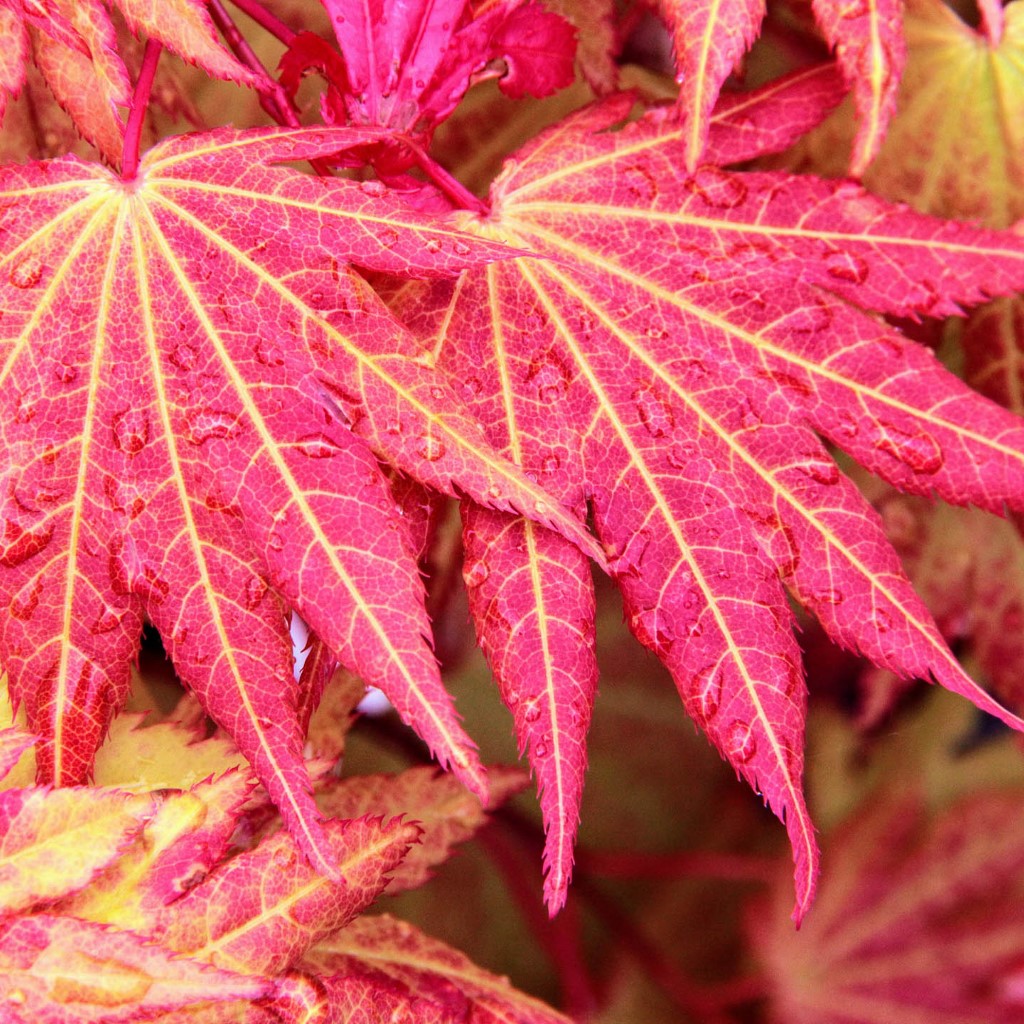 ‘Autumn Moon’ Japanese Maple