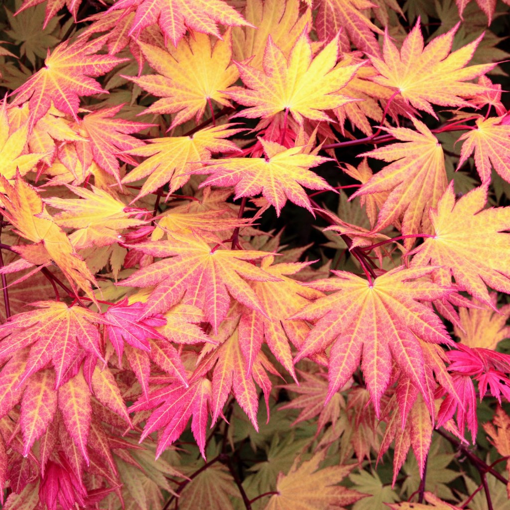 ‘Autumn Moon’ Japanese Maple