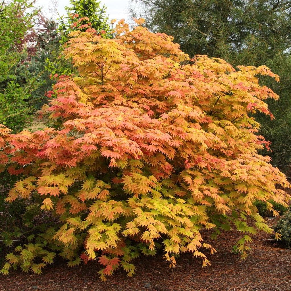 ‘Autumn Moon’ Japanese Maple