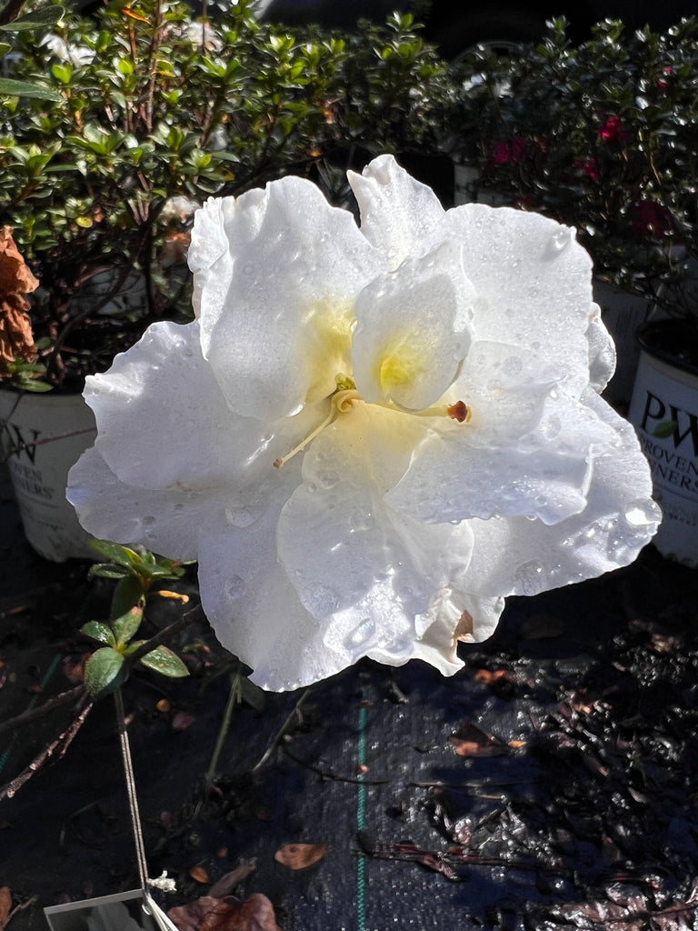 Perfecto Mundo Double White Reblooming Azalea