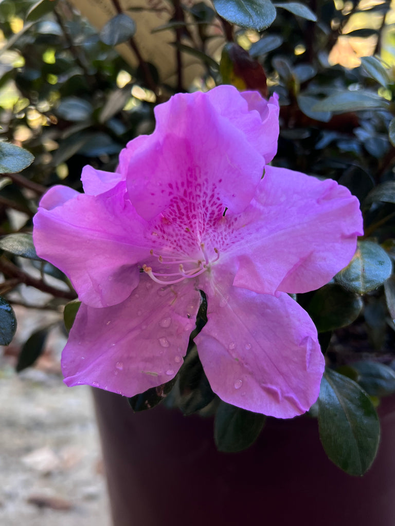 Encore Azalea Autumn Lilac