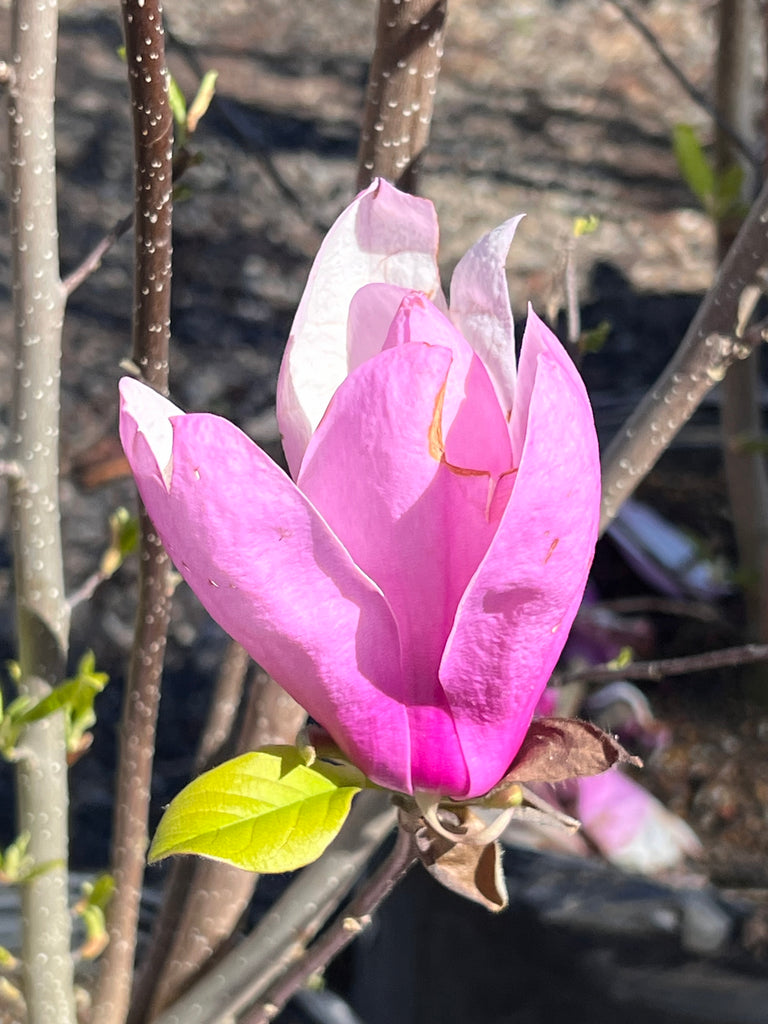 Jane Magnolia Tree