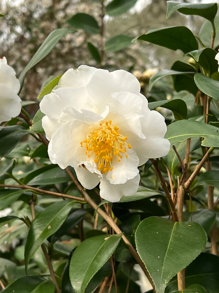 Camellia 'Victory'-Showy White Blooms