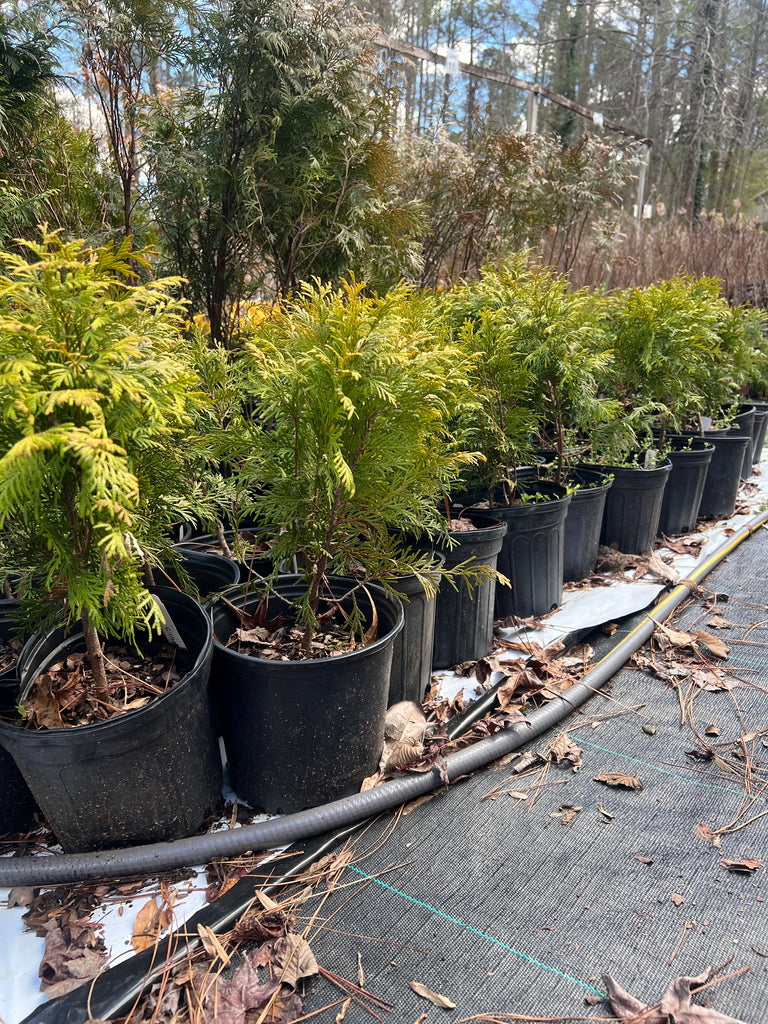 Golden Globe Arborvitae