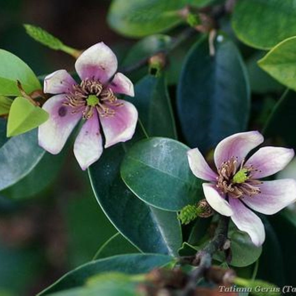 Banana Shrub Magnolia Tree