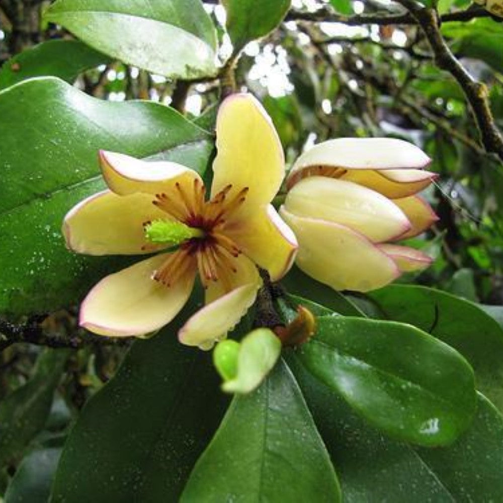 Banana Shrub Magnolia Tree