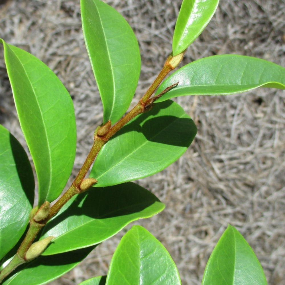 Banana Shrub Magnolia Tree