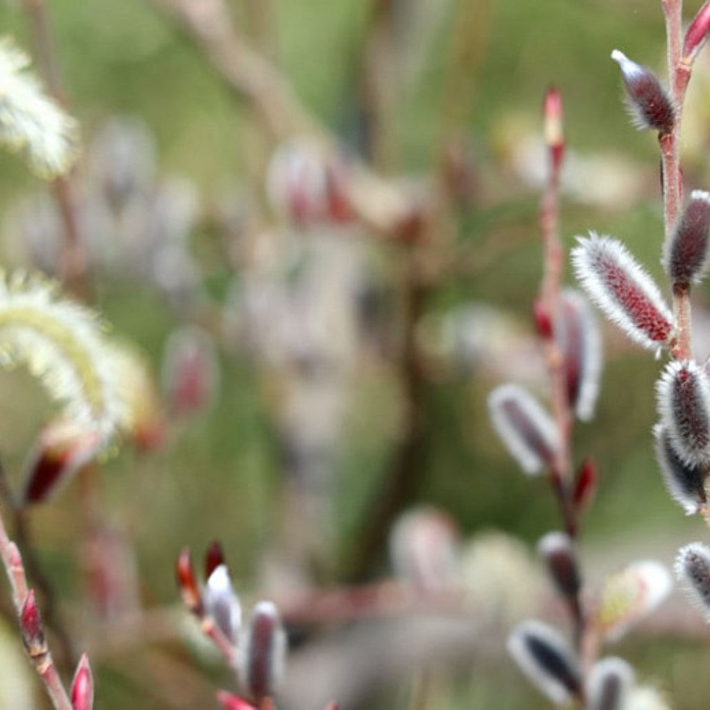 Black Pussy Willow