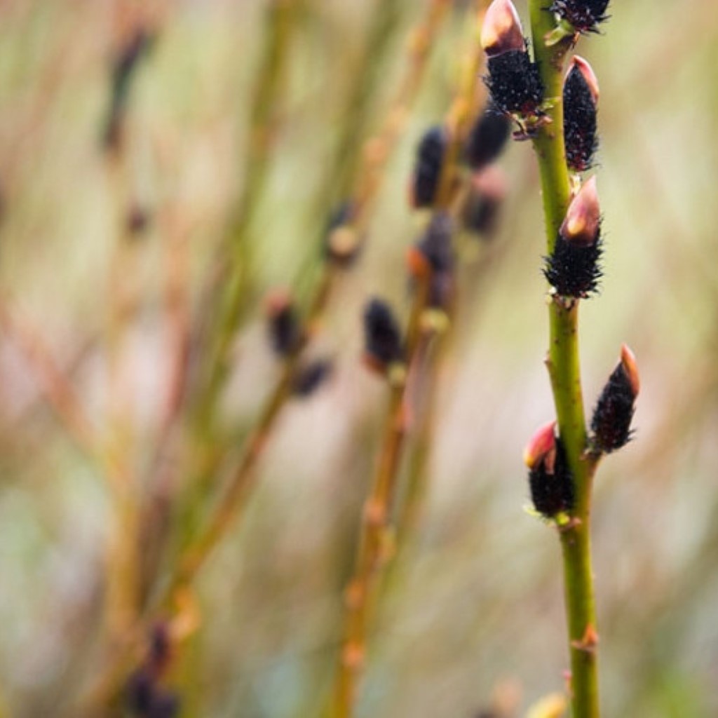 Black Pussy Willow