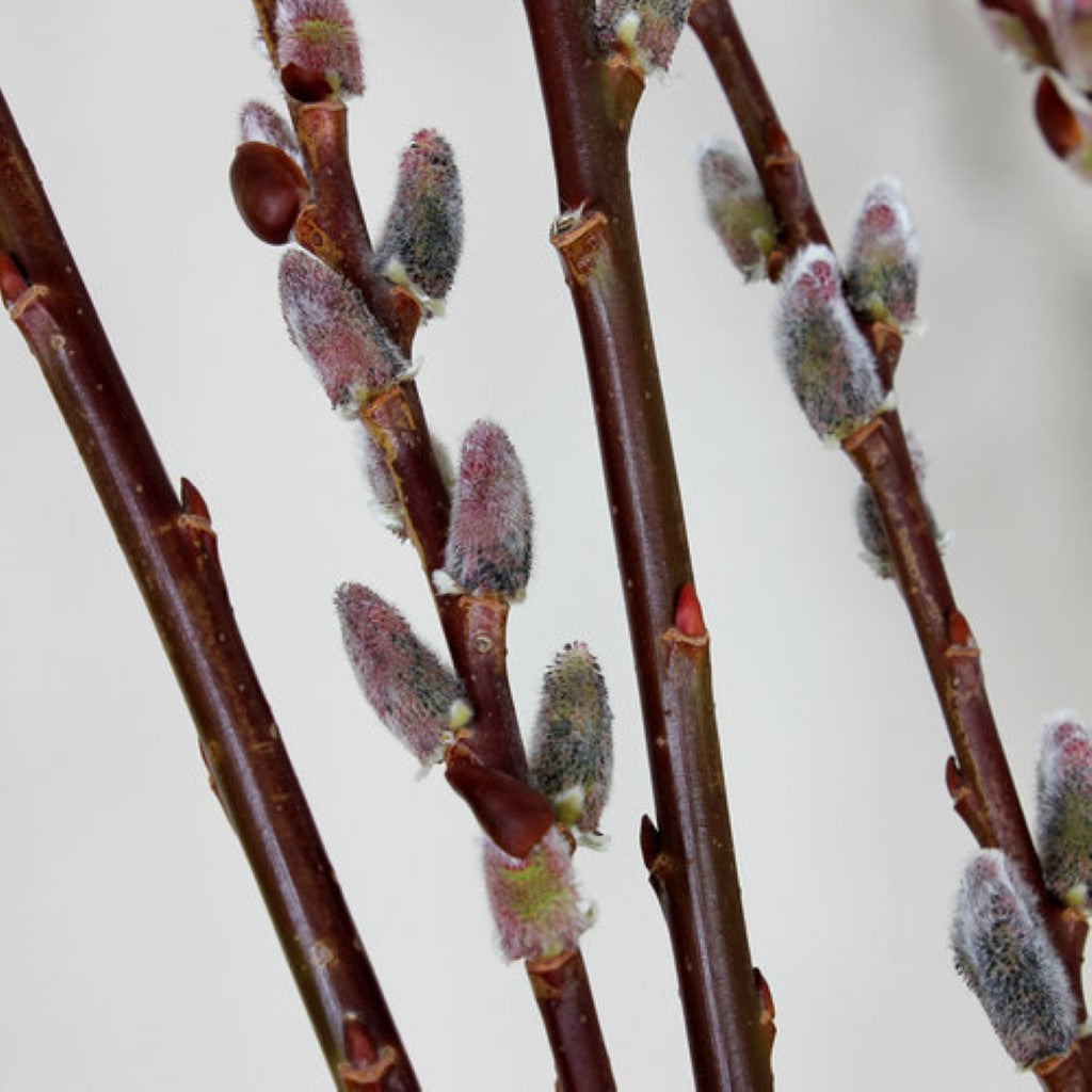 Black Pussy Willow