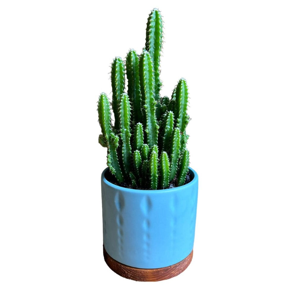 Gorgeous Live Fairy Cactus in Pot of your Choice