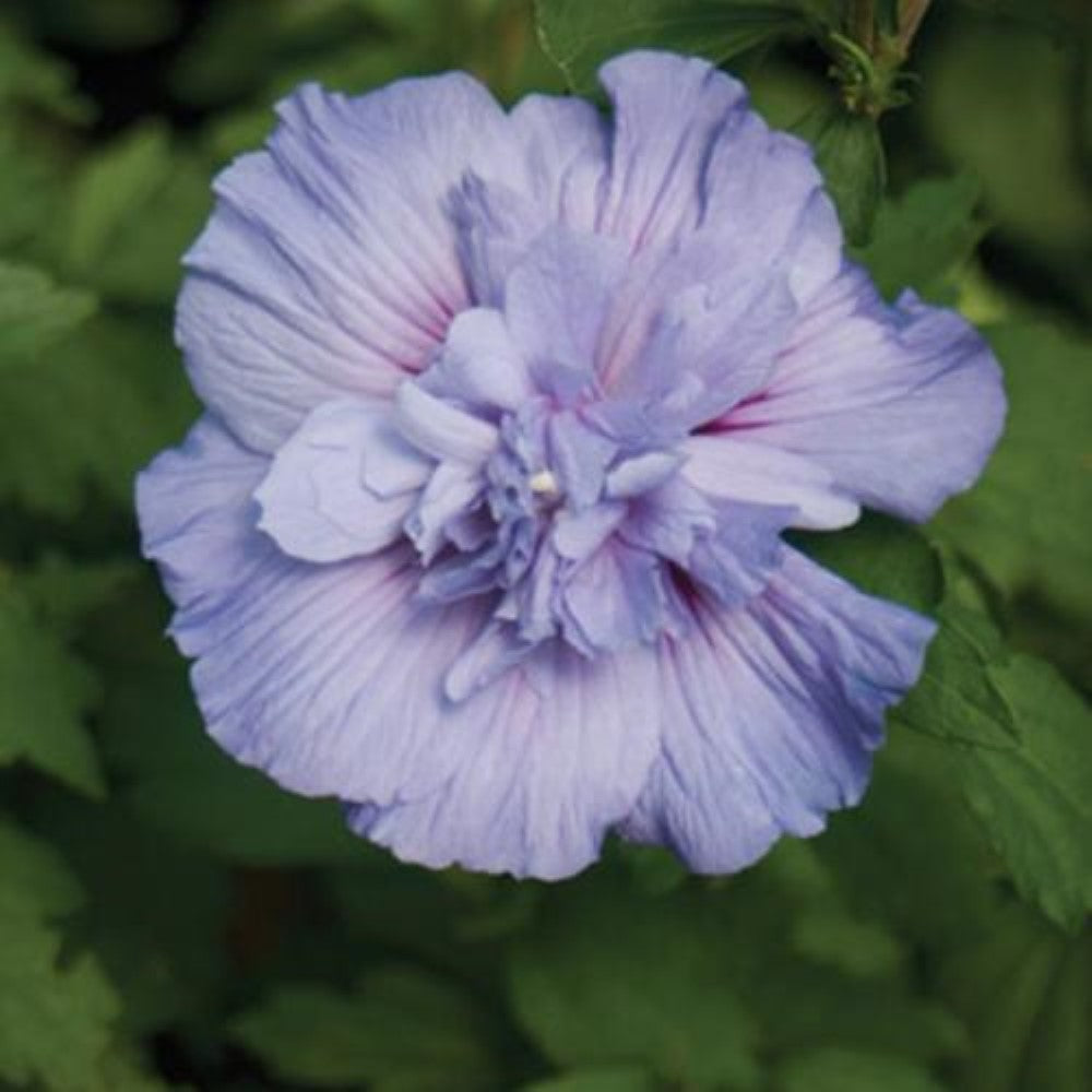 Blue Chiffon Rose of Sharon