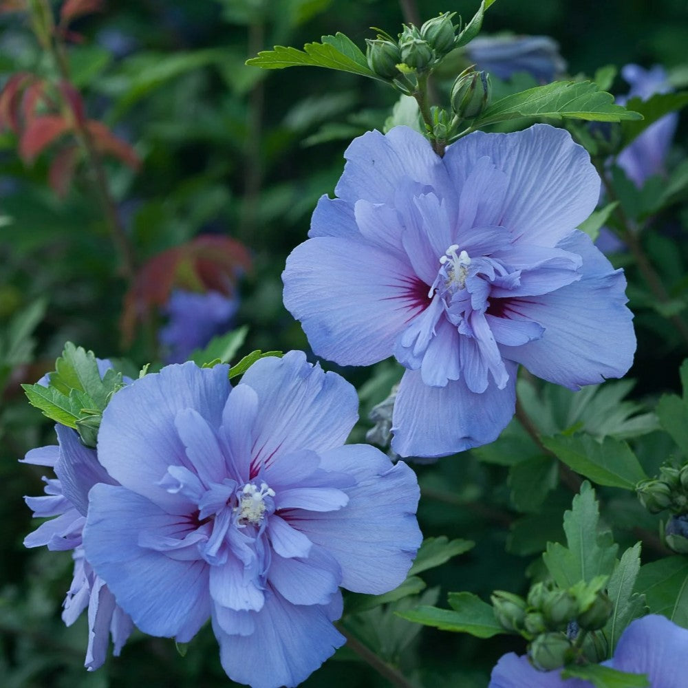 Blue Chiffon Rose of Sharon