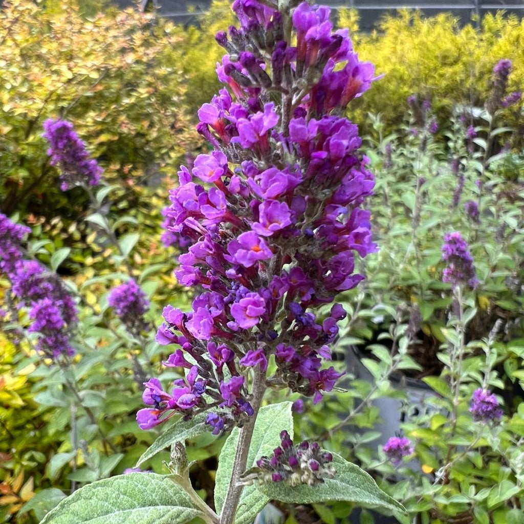 Blue Chip Jr. Butterfly Bush (Low and Behold Variety)