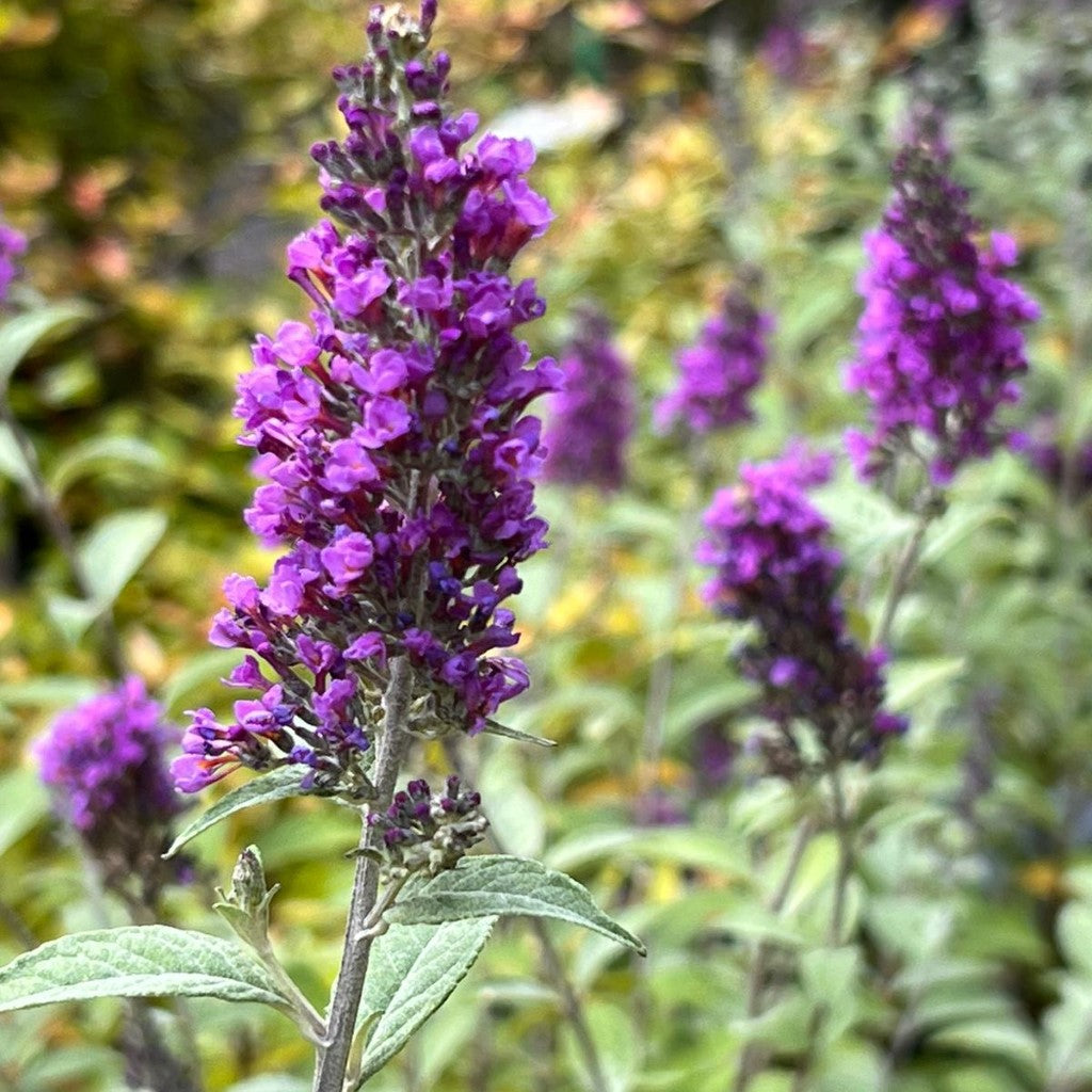 Blue Chip Jr. Butterfly Bush (Low and Behold Variety)