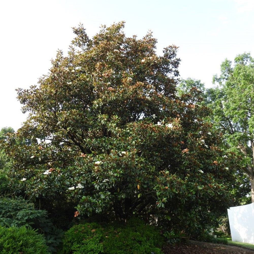 Bracken's Brown Beauty Magnolia