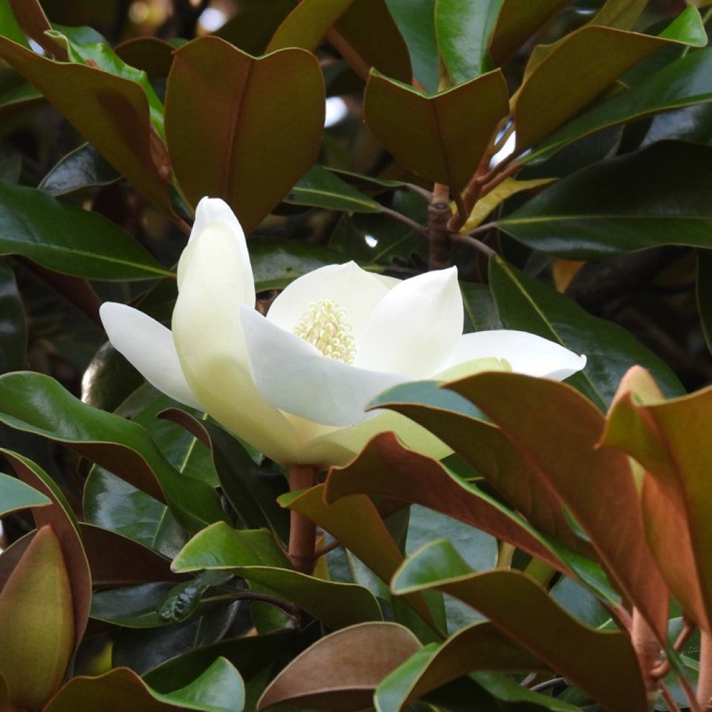 Bracken's Brown Beauty Magnolia