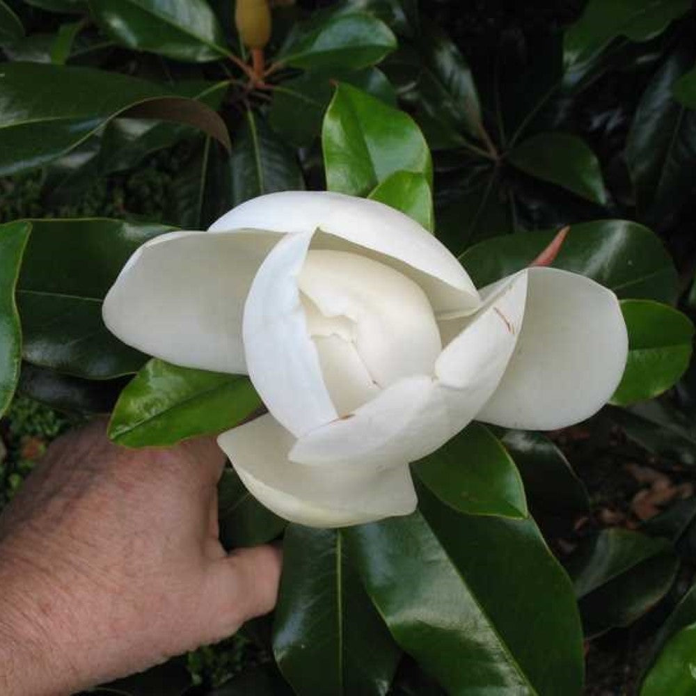 Bracken's Brown Beauty Magnolia