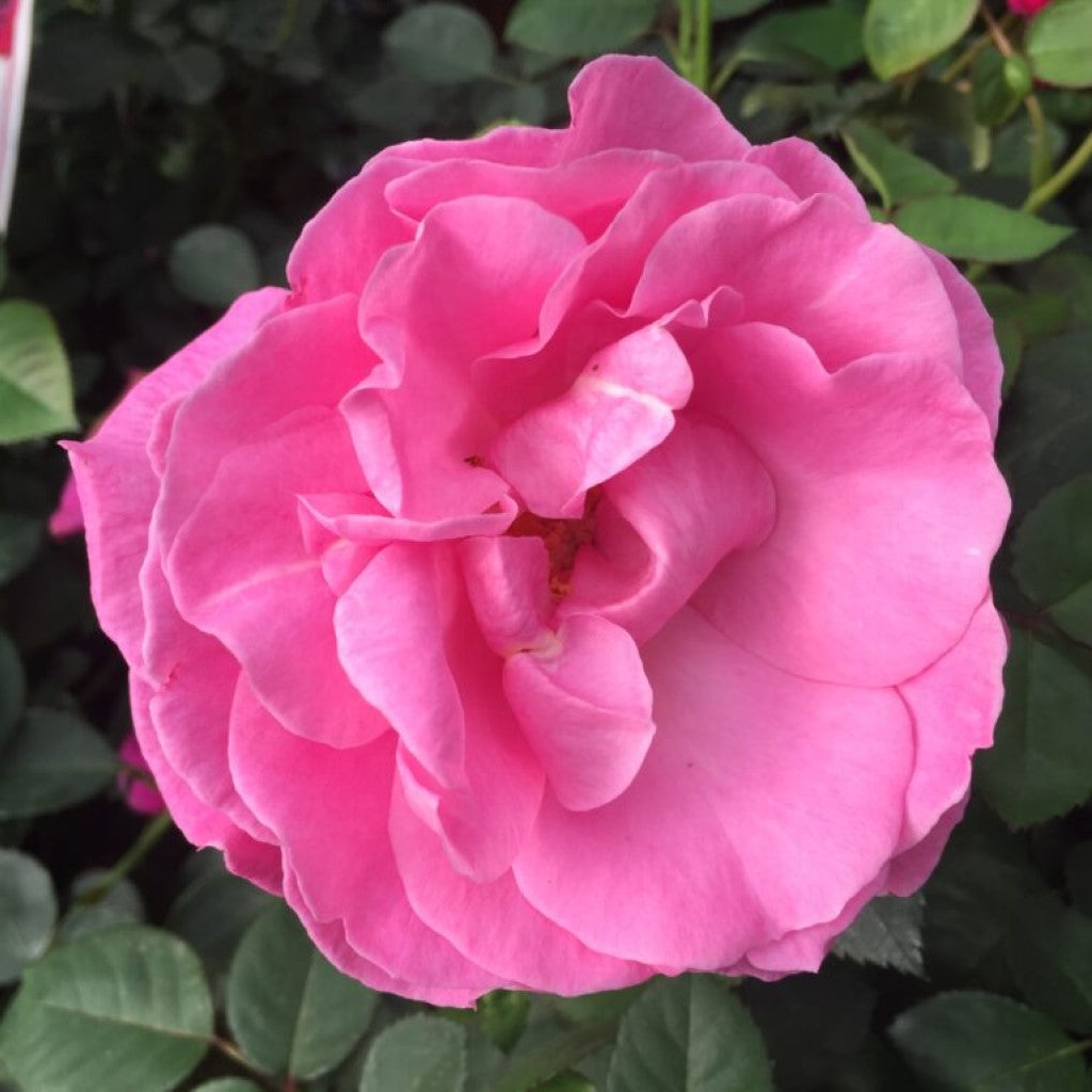 Brindabella First Lady Rose