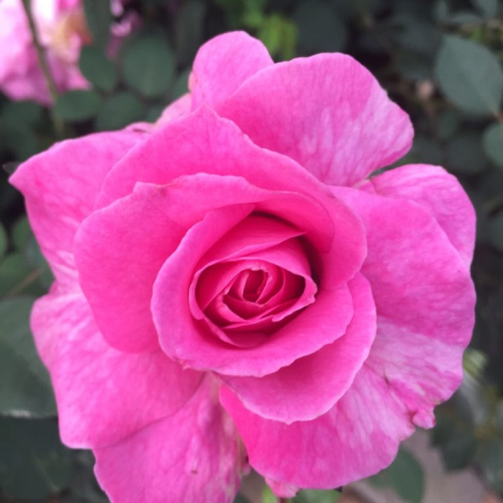 Brindabella First Lady Rose