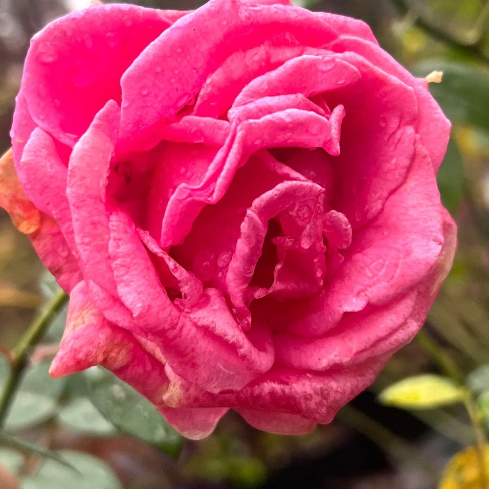 Brindabella Pink Princess Rose