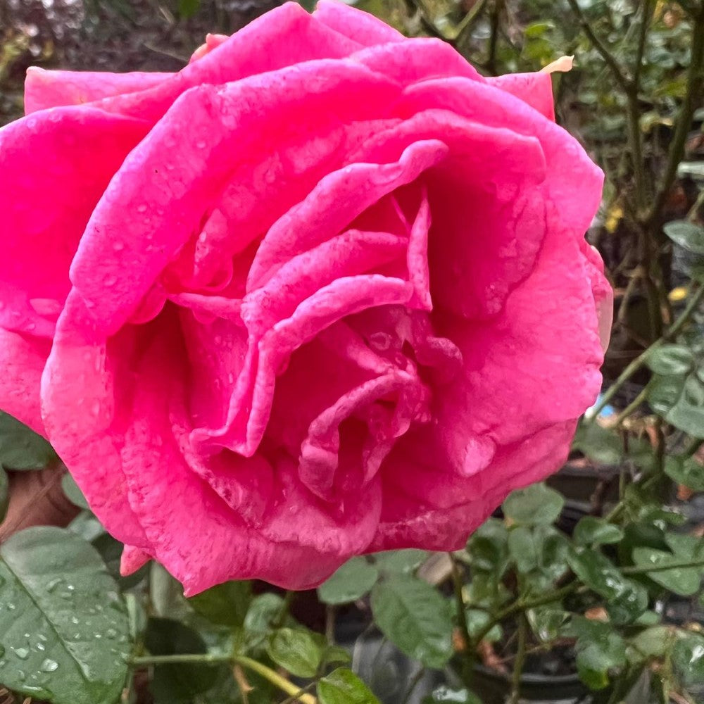 Brindabella Pink Princess Rose