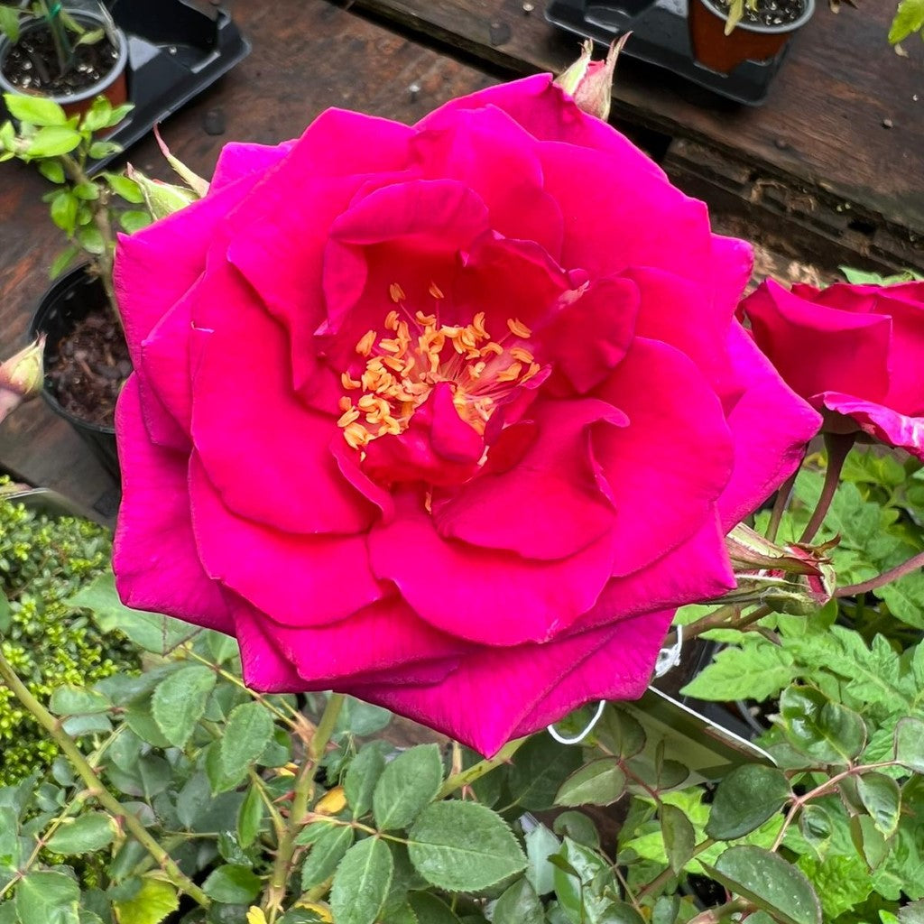 Rose Brindabella Purple Prince