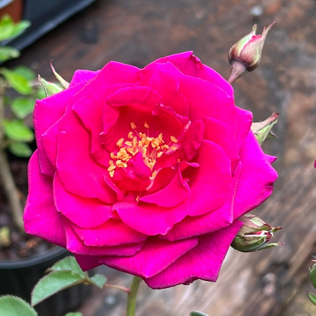 Rose Brindabella Purple Prince