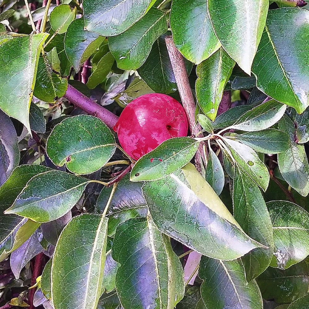 Bruce Plum Tree | Bruce Plum: A Sun-Loving, Hardy Delight with Wine-Red Beauty and Delectable Flavor!