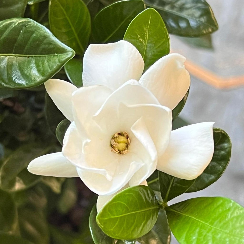 Buttons Gardenia