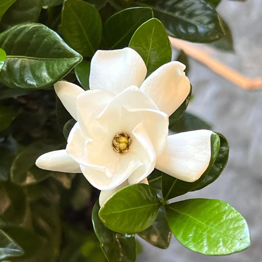 Buttons Gardenia