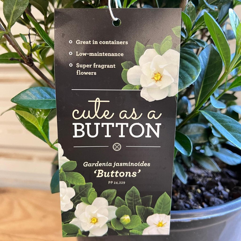 Buttons Gardenia