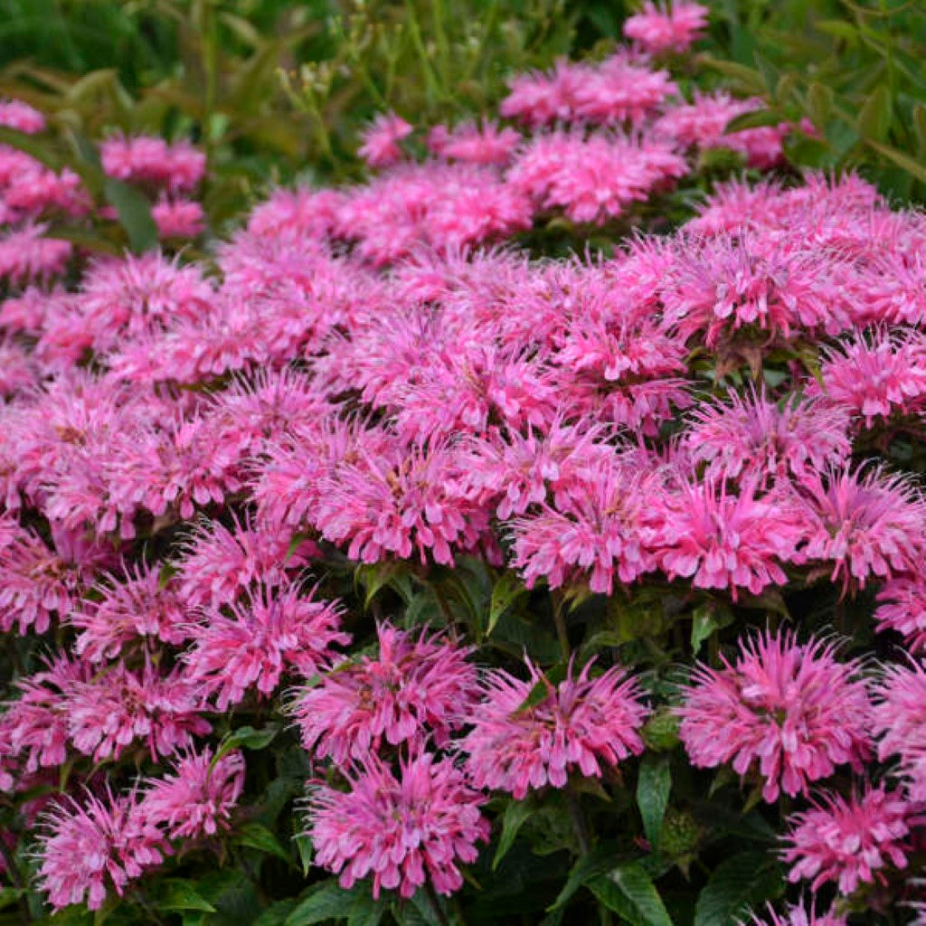 Monarda Sugar Buzz Bubblegum Blast