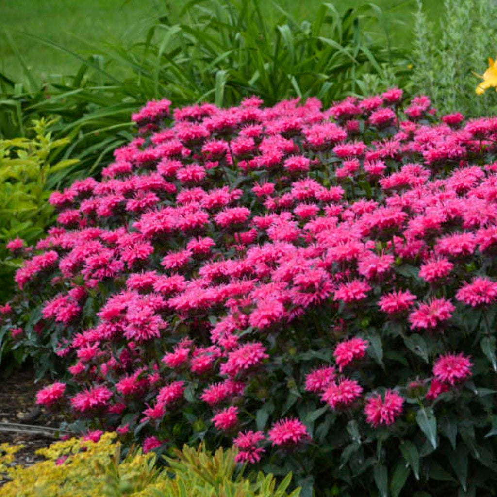 Monarda Sugar Buzz Bubblegum Blast