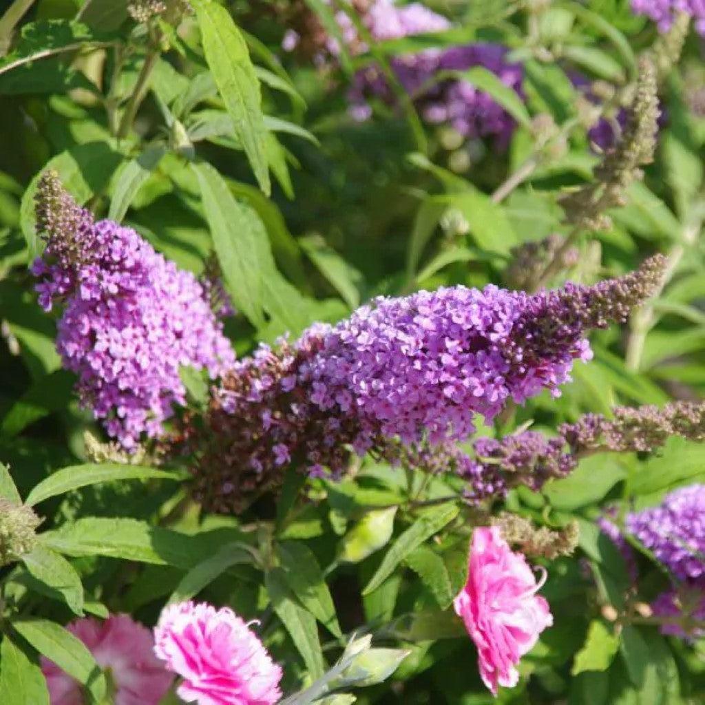 Buzz Lavender Butterfly Bush