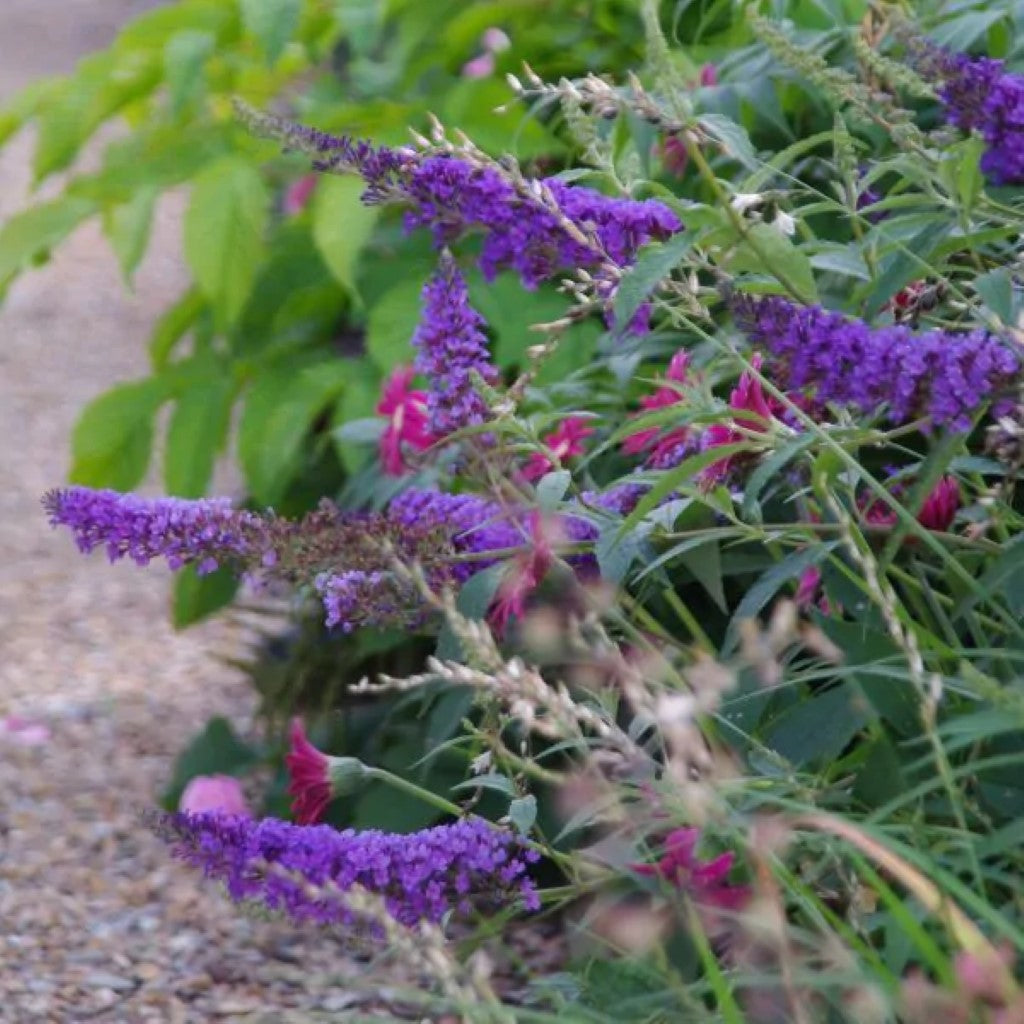 Buzz Lavender Butterfly Bush