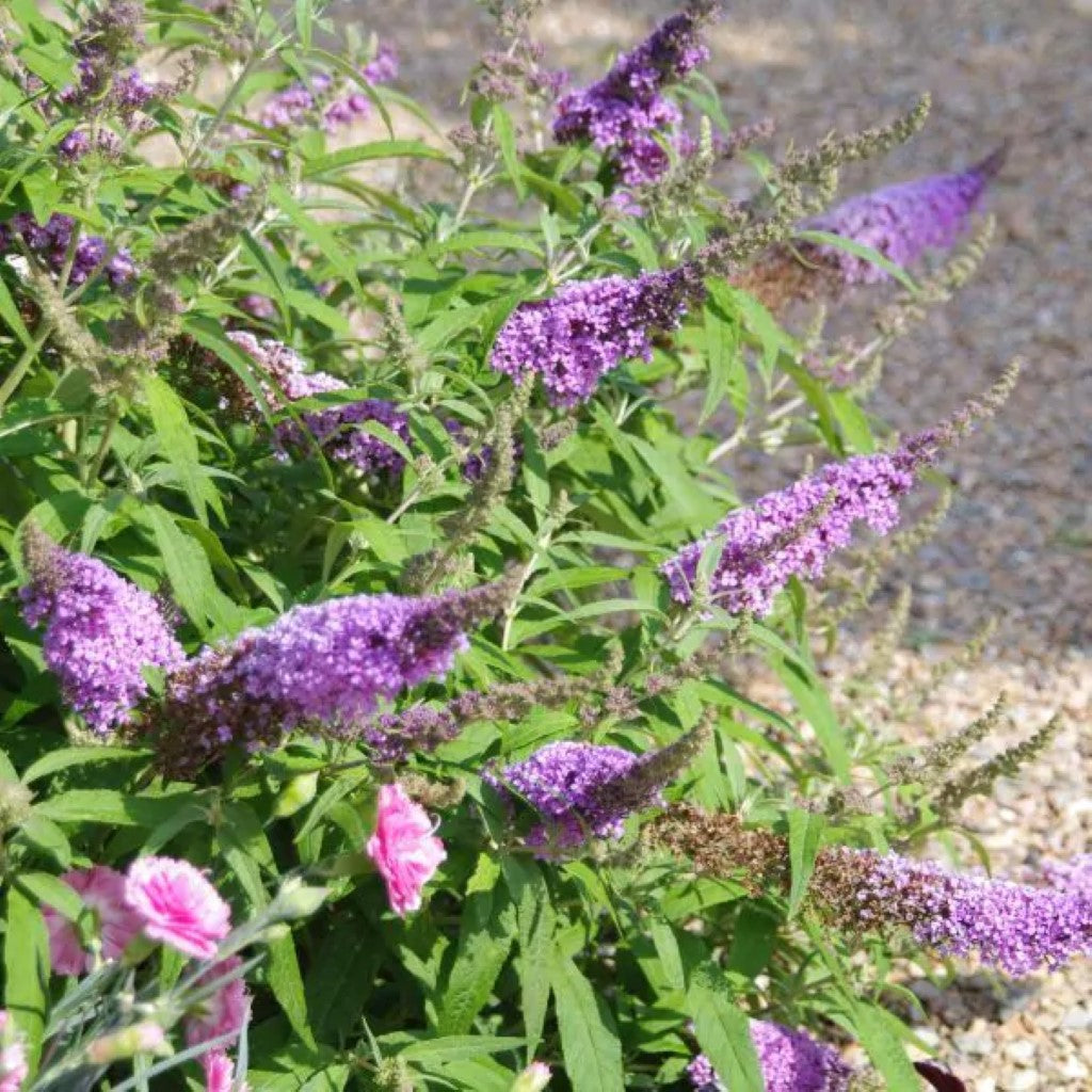 Buzz Lavender Butterfly Bush