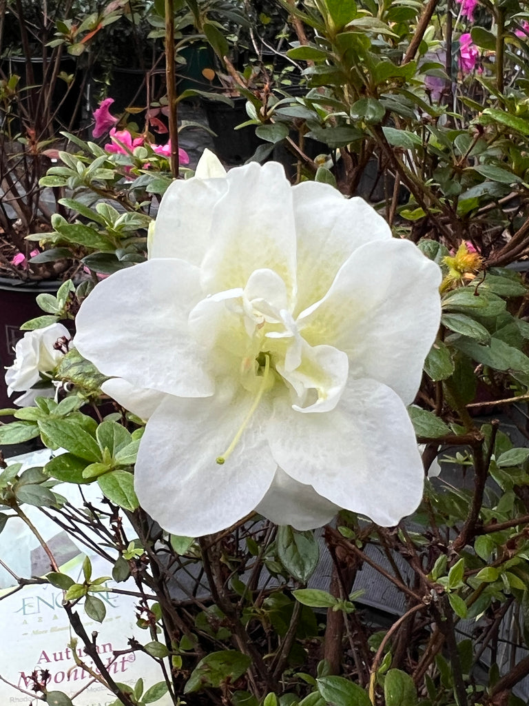 Autumn Moonlight Encore Azalea