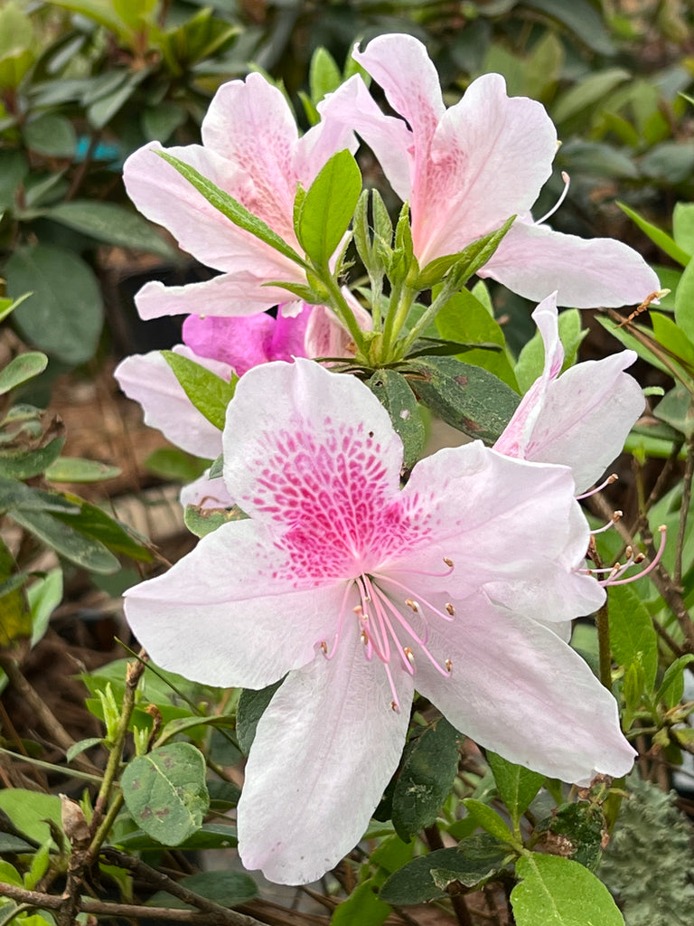 George Tabor Azalea