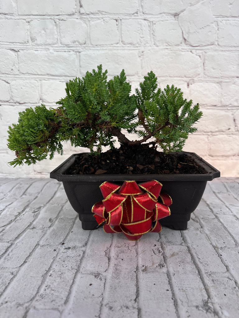 Juniper Bonsai (Live) - Very Cold Hardy, Live & Exotic