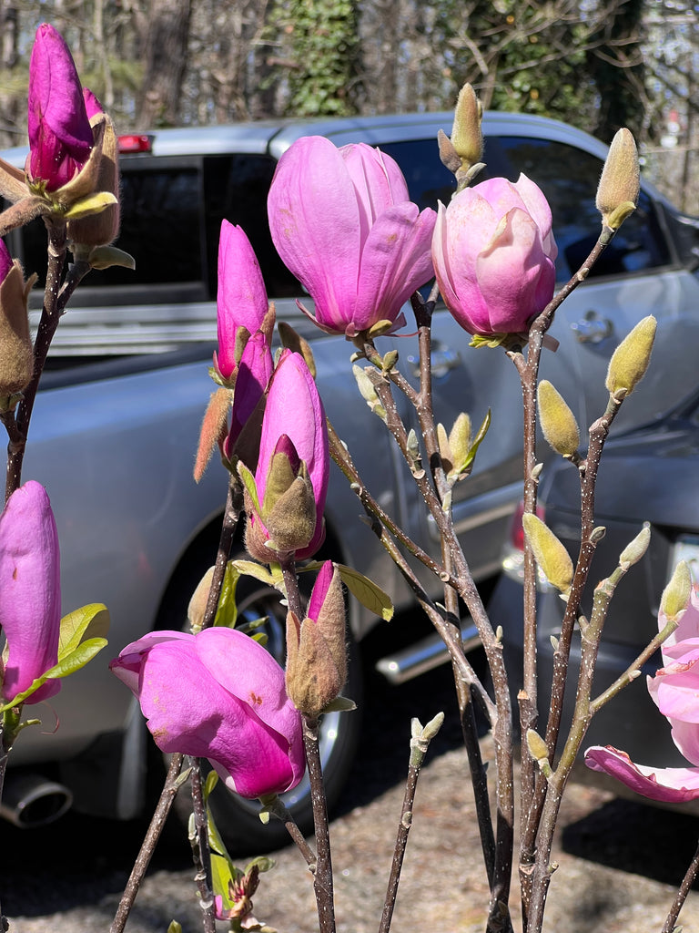 Jane Magnolia Tree